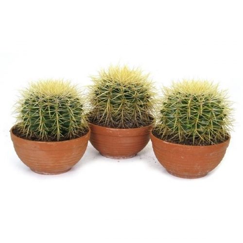 Echinocactus grusonii canarias grbos1