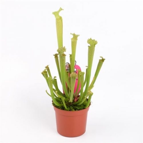 Sarracenia farhamii