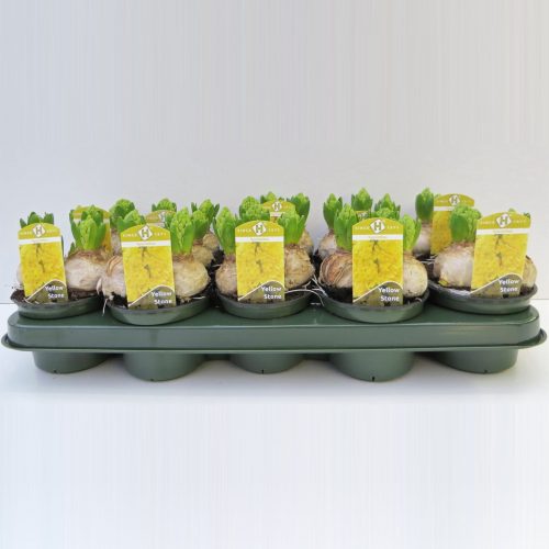 Hyacinthus orientalis yellowstone