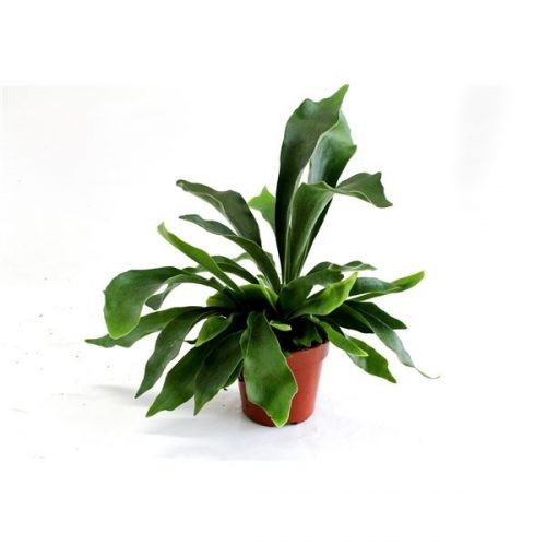 Platycerium netherlands