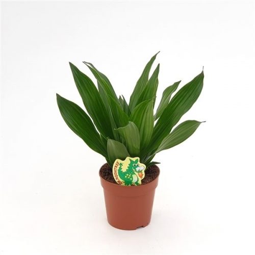 Dracaena fragr. compacta green jewel