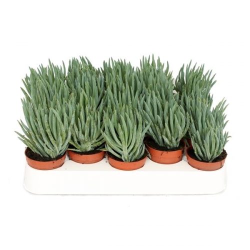 Senecio kilimanjaro kili505