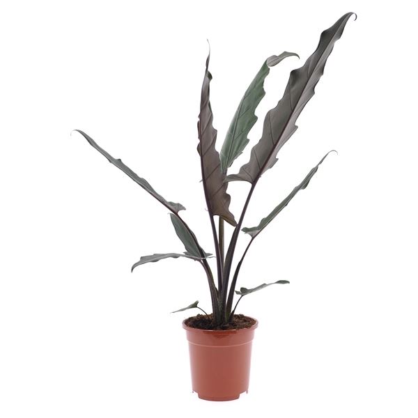 Alocasia lauterbachiana