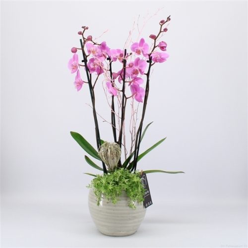 Phal-2005rz phalaenopsis creatie	-	3	-	Adet