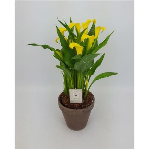 Zantedeschia sunclub 14-tw-016f