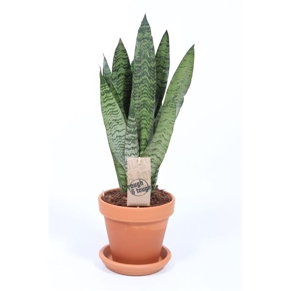 Sansevieria zeylanica 1 Sansevieria zeylanica