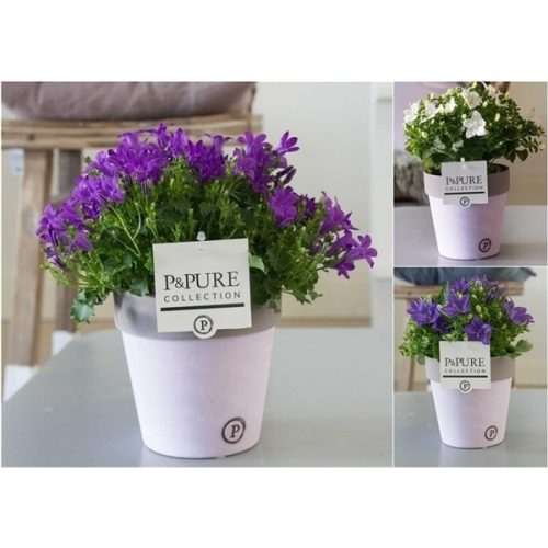 Campanula isoph. mix l187-030