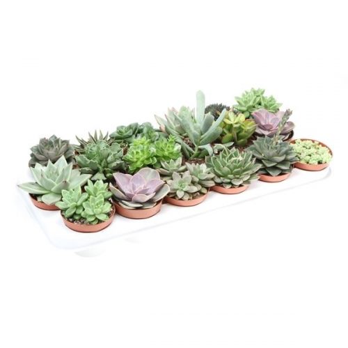Succulenten mix su8004