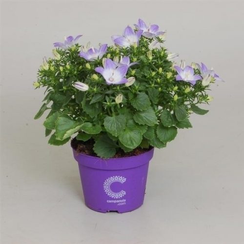 Campanula isoph. berlin bicolor