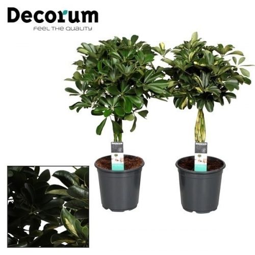 Schefflera mix		-	1	-	Adet