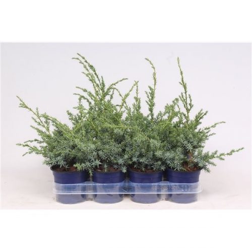 Juniperus blue swede