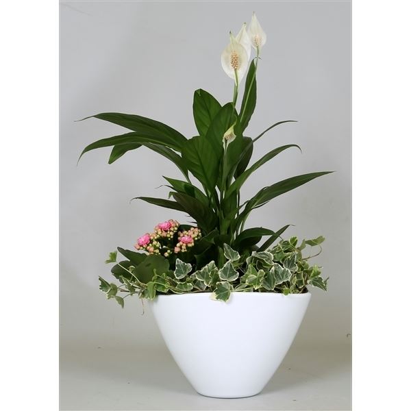 Arrangementen spathiphyllum 1 Arrangementen spathiphyllum