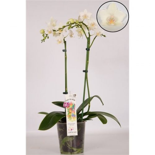 Phalaenopsis multiflora wit