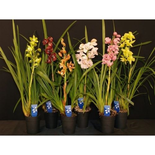 Cymbidium mix