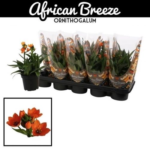 Ornithogalum dubium oranje
