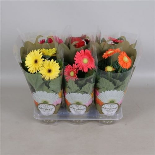 Gerbera mix
