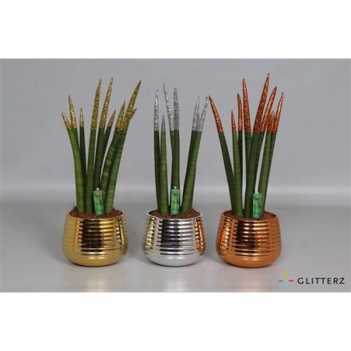 Sansevieria cylindrica spaghetti mix