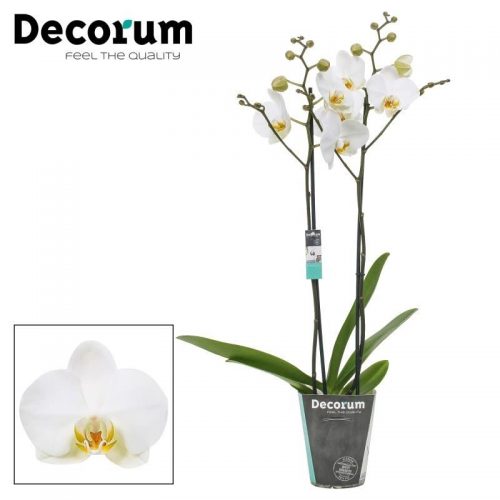 Phalaenopsis london	phal. london - 2 spike 12cm	-	4	-	Adet