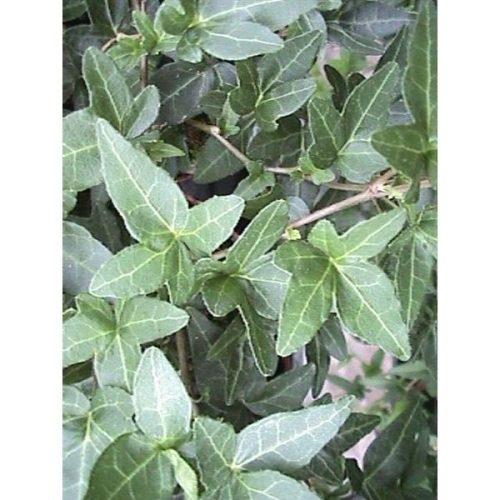 Hedera helix shamrock