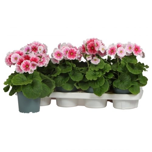 Primula obconica touch me rood/wit