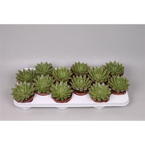 Echeveria agavoides