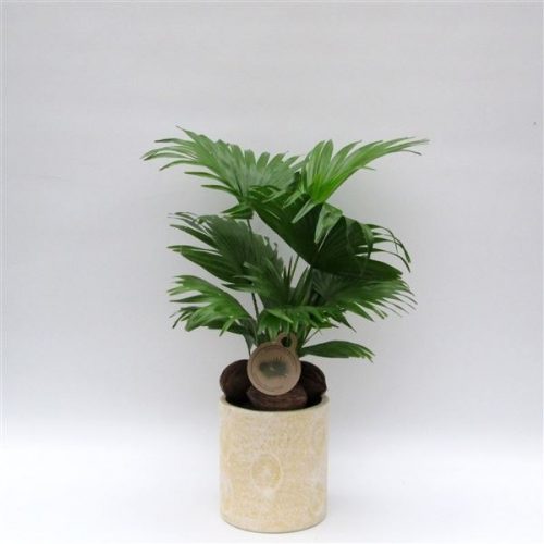 Livistonia rotundifolia