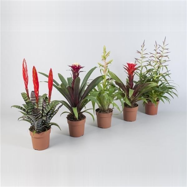Guzmania optima extra mix 1 Guzmania optima extra mix