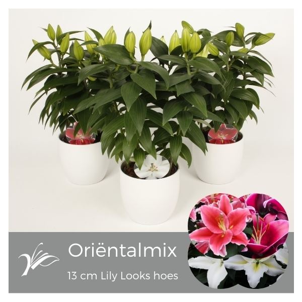 Lilium oriental mix 1 Lilium oriental mix