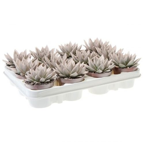 Echeveria miranda rainbow cream