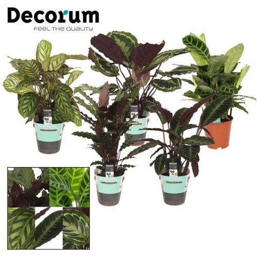 Calathea mix		-	1	-	Adet