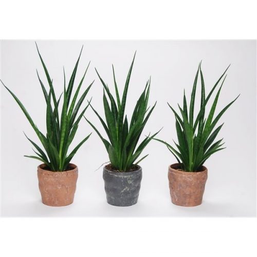 Sansevieria kirkii friends met kera