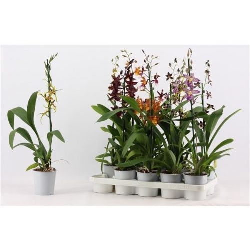 Orchideeen mix duo