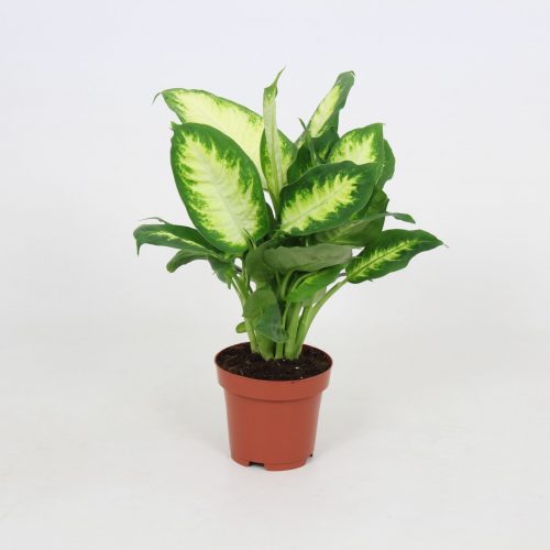 Dieffenbachia camilla