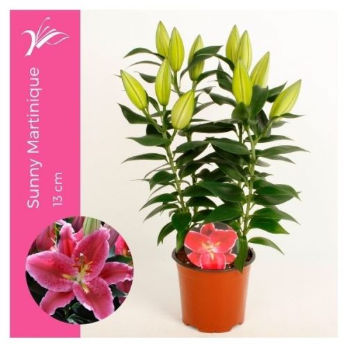 Lilium oriental sunny martinique