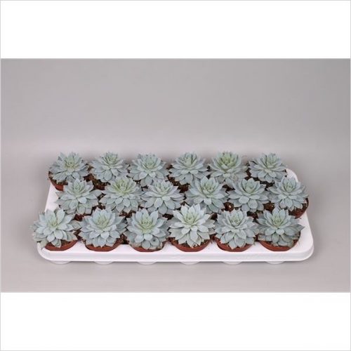 Echeveria blue star
