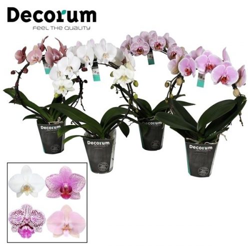 Phalaenopsis mirror mix