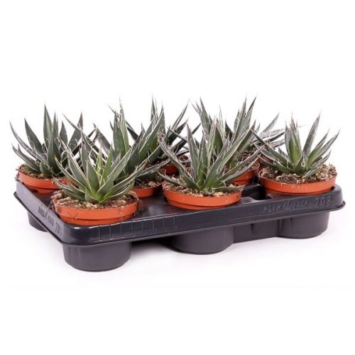 Agave filifera 10,5 cm