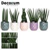 Sansevieria cylindrica 9 cm mix in - 8 - Adet 1