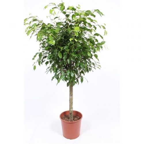 Ficus benjamina exotica
