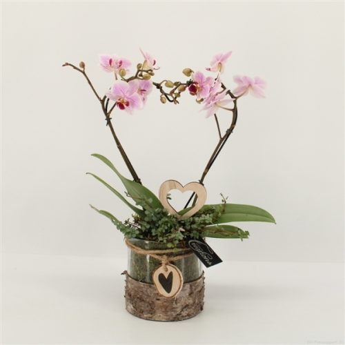 Phalrm-2003rz romantic phalaenopsis	-	4	-	Adet