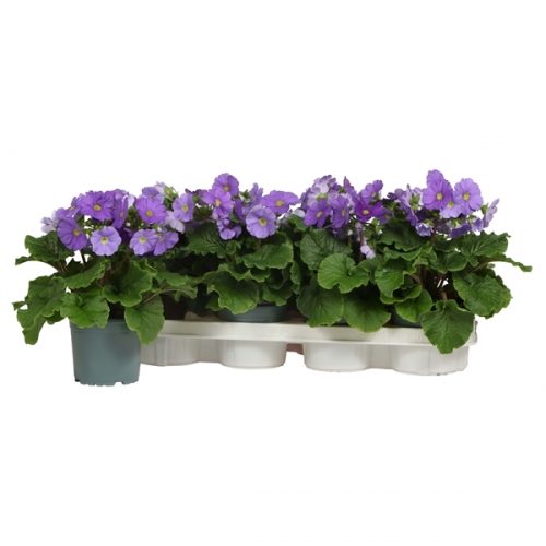 Primula obconica touch me blauw