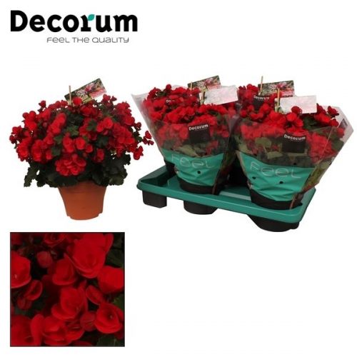 Begonia elatior en. betulia rood