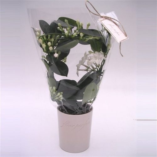 Stephanotis floribunda fleur parfum