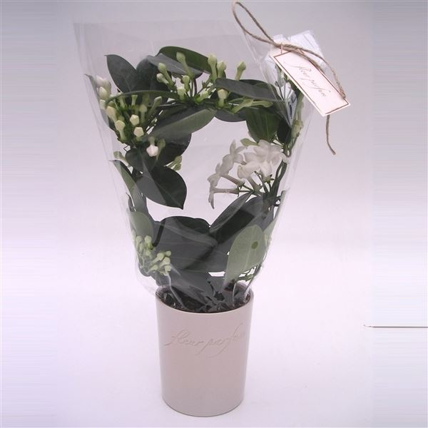 Stephanotis floribunda fleur parfum 1 Stephanotis floribunda fleur parfum