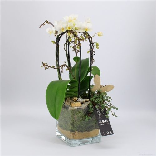 Phal-2014w phalaenopsis creatie	-	8	-	Adet