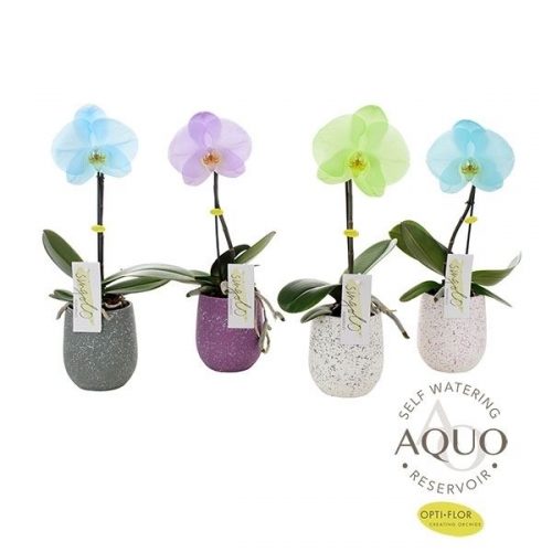 Phalaenopsis singolo northern light sinam