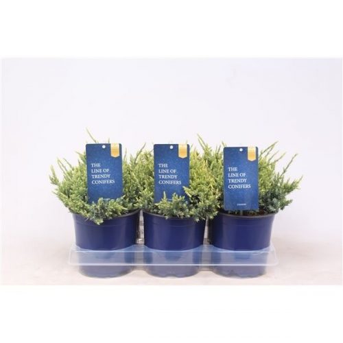Juniperus squamata holger