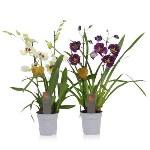 Miltonia mix inca