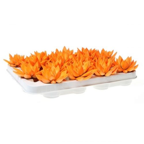 Echeveria miranda rainbow neon orange ne64425