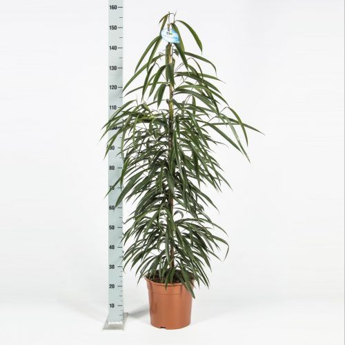 Ficus binnendijkii alii